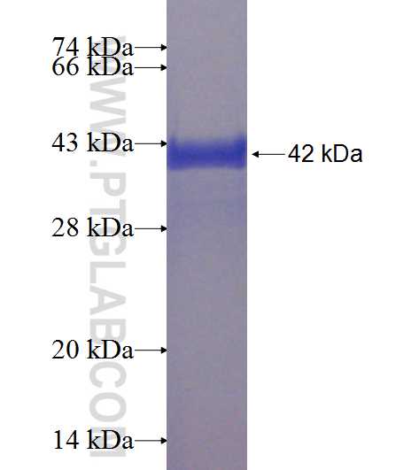 C16orf63 fusion protein Ag23991 SDS-PAGE