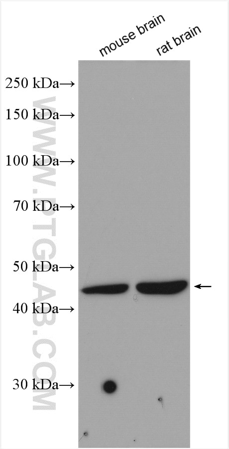 Western Blot (WB) analysis of various lysates using C16orf70 Polyclonal antibody (20602-1-AP)