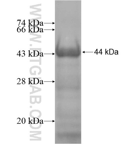 C16orf70 fusion protein Ag15166 SDS-PAGE