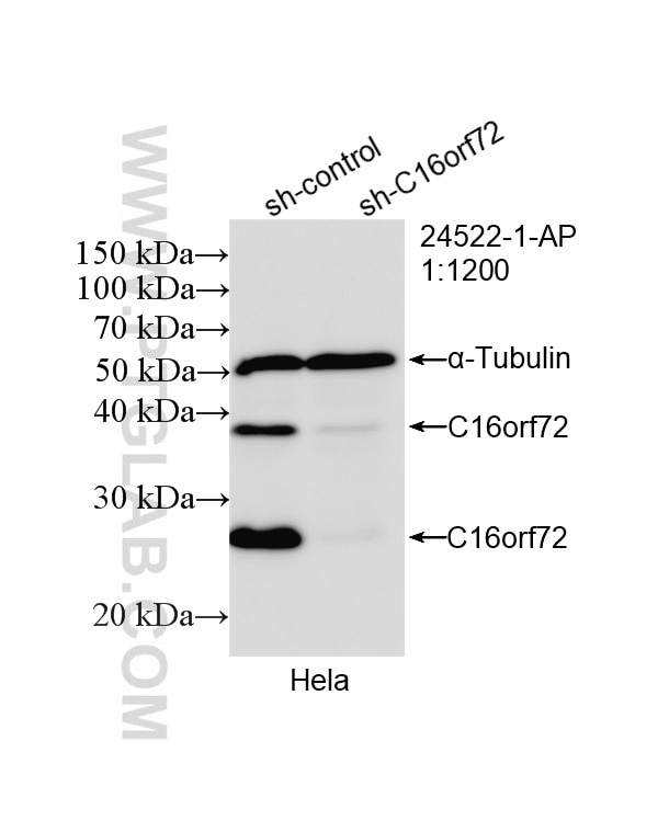 Western Blot (WB) analysis of HeLa cells using C16orf72 Polyclonal antibody (24522-1-AP)