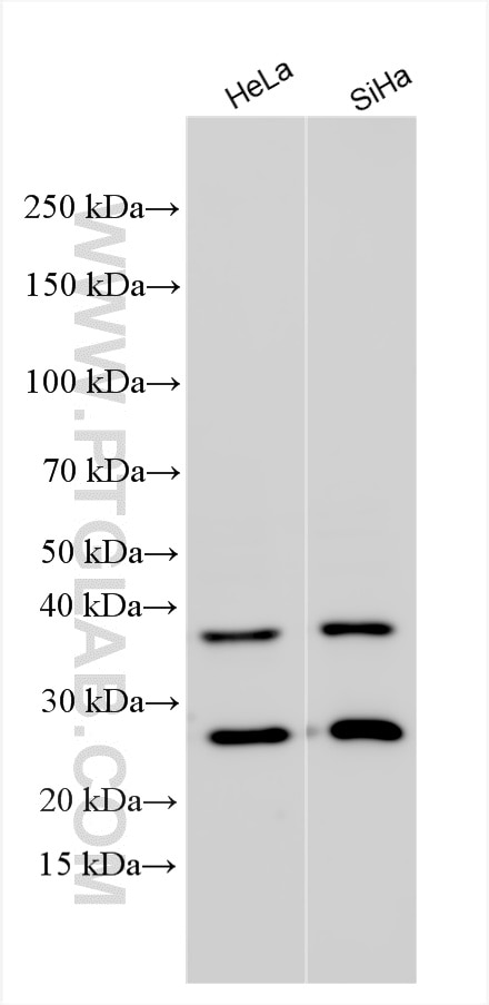 Western Blot (WB) analysis of various lysates using C16orf72 Polyclonal antibody (24522-1-AP)