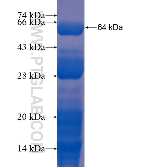 C16orf72 fusion protein Ag21585 SDS-PAGE