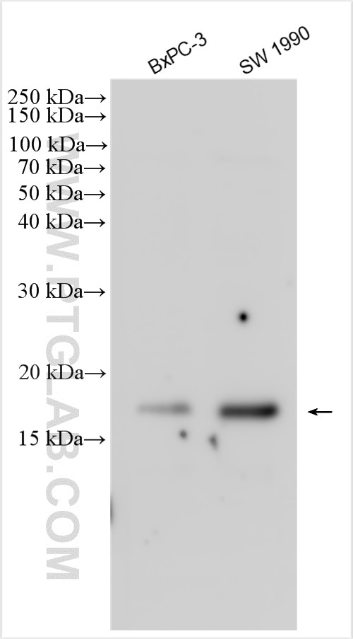 Western Blot (WB) analysis of various lysates using C16orf74 Polyclonal antibody (30246-1-AP)