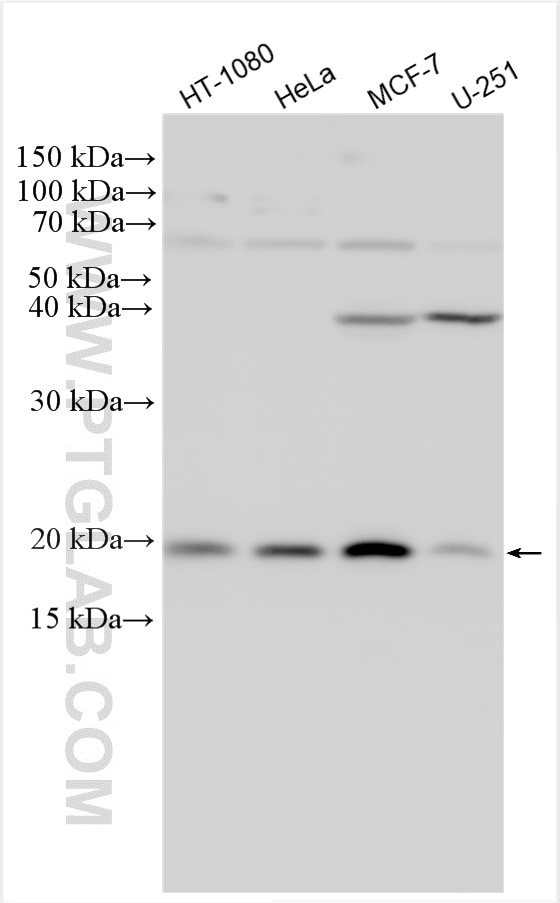 Western Blot (WB) analysis of various lysates using C16orf75 Polyclonal antibody (30529-1-AP)