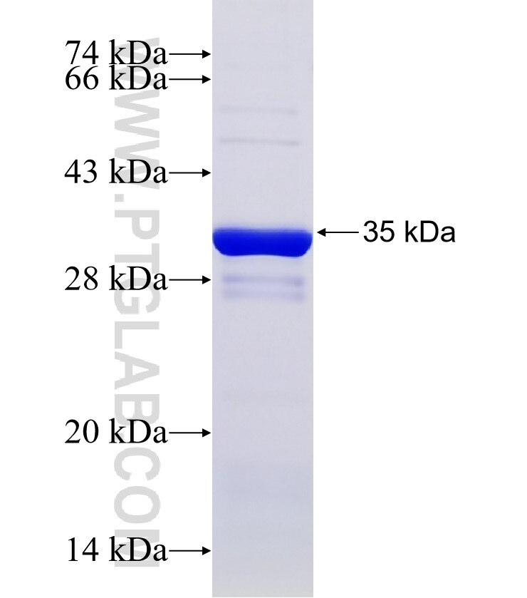 C16orf75 fusion protein Ag32880 SDS-PAGE