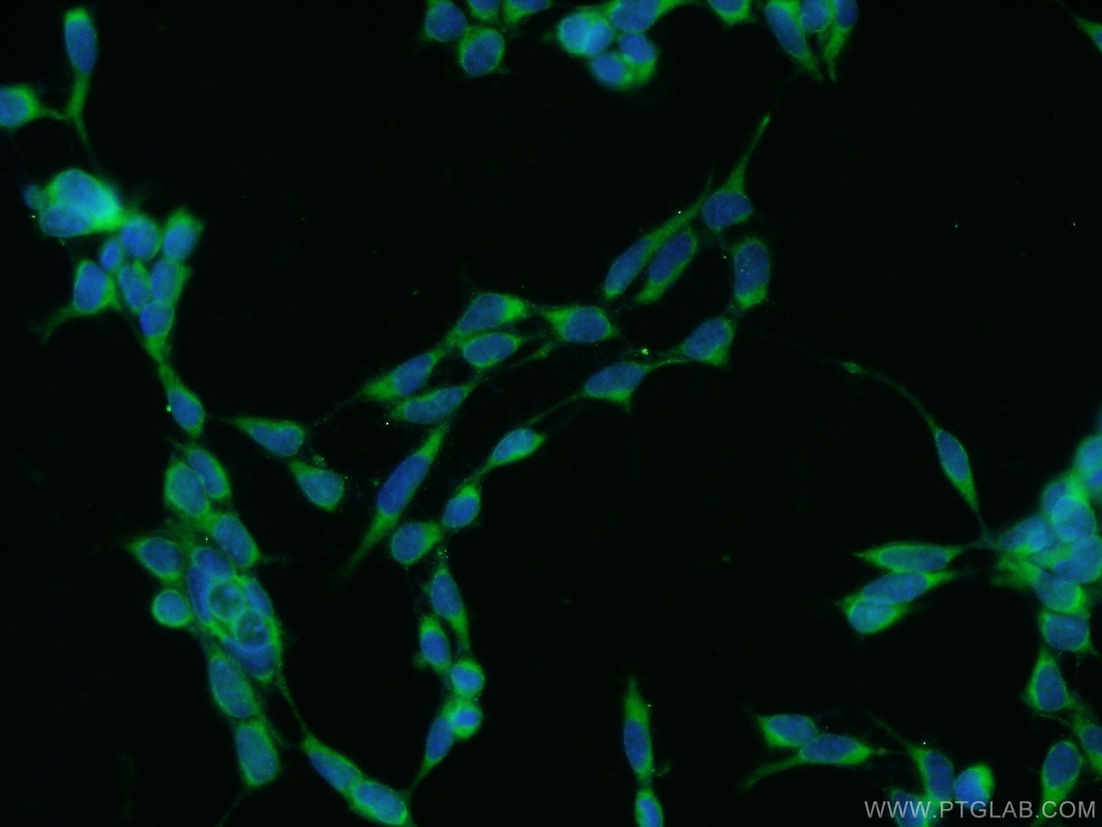 Immunofluorescence (IF) / fluorescent staining of HEK-293 cells using C16orf84 Polyclonal antibody (23337-1-AP)