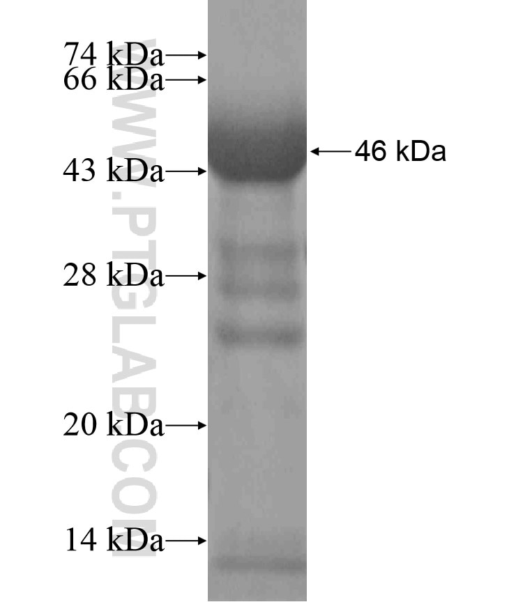 C16orf84 fusion protein Ag18428 SDS-PAGE