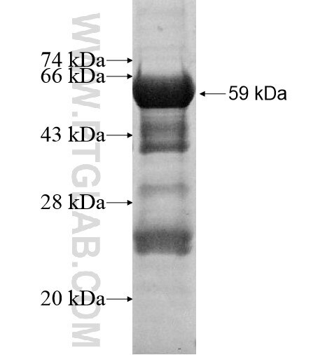 C16orf89 fusion protein Ag15343 SDS-PAGE
