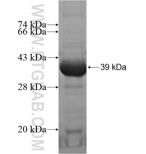 C16orf89 fusion protein Ag15491 SDS-PAGE