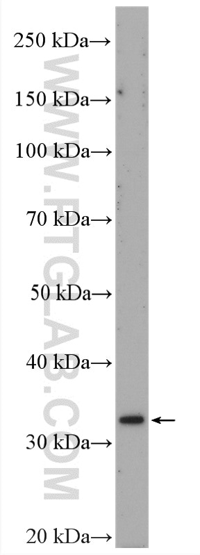 Western Blot (WB) analysis of Raji cells using C16orf93 Polyclonal antibody (25364-1-AP)