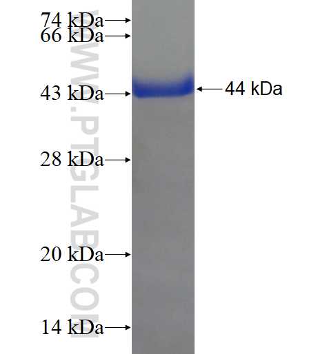 C16orf93 fusion protein Ag21676 SDS-PAGE