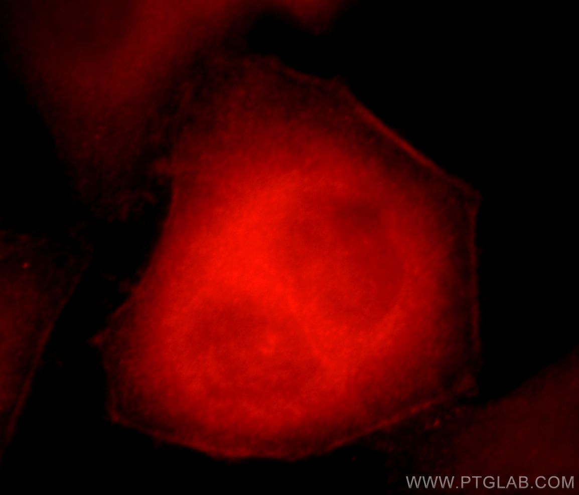 Immunofluorescence (IF) / fluorescent staining of HepG2 cells using C17orf28 Polyclonal antibody (21174-1-AP)