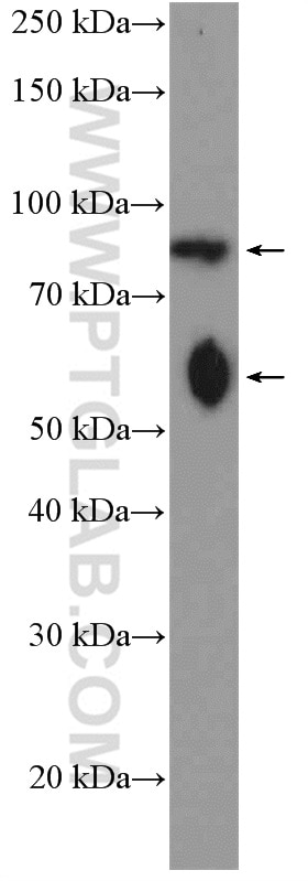 Western Blot (WB) analysis of fetal human brain tissue using C17orf28 Polyclonal antibody (21174-1-AP)