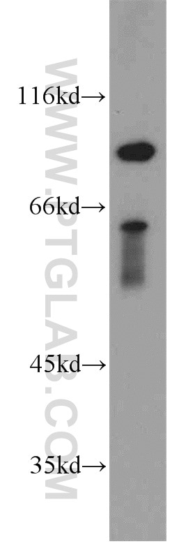 Western Blot (WB) analysis of human brain tissue using C17orf28 Polyclonal antibody (21174-1-AP)