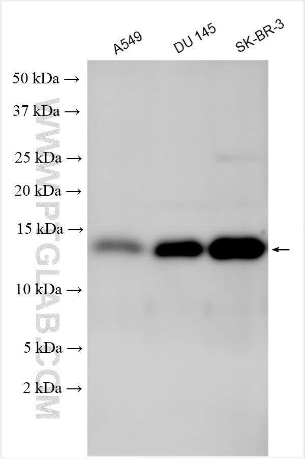 Western Blot (WB) analysis of various lysates using C17orf37 Polyclonal antibody (20876-1-AP)