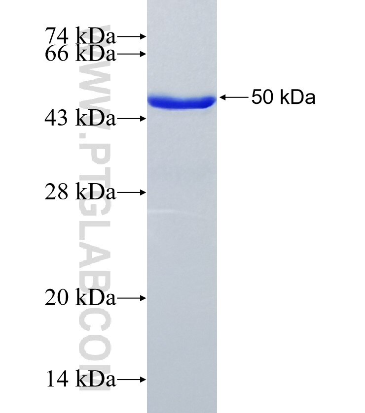 C17orf39 fusion protein Ag13925 SDS-PAGE