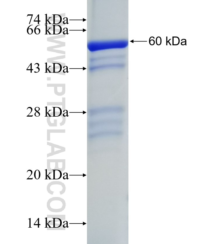 C17orf42 fusion protein Ag24653 SDS-PAGE