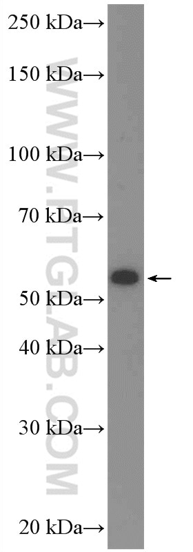 Western Blot (WB) analysis of L02 cells using C17orf46 Polyclonal antibody (24629-1-AP)