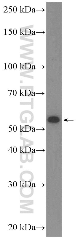 Western Blot (WB) analysis of L02 cells using C17orf46 Polyclonal antibody (24629-1-AP)