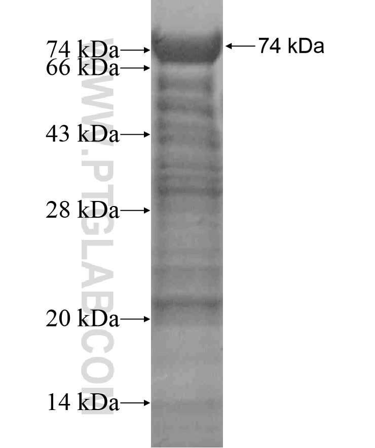 C17orf46 fusion protein Ag18239 SDS-PAGE