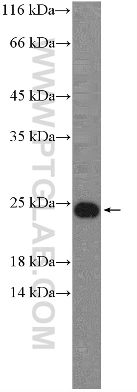 Western Blot (WB) analysis of PC-3 cells using C17orf49 Polyclonal antibody (27114-1-AP)
