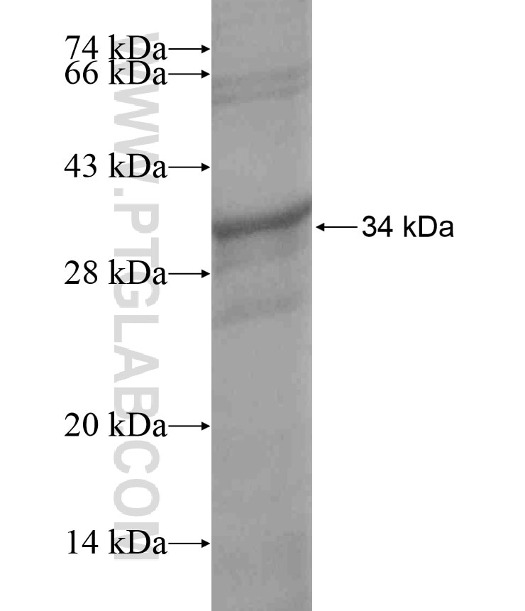 C17orf55 fusion protein Ag17239 SDS-PAGE