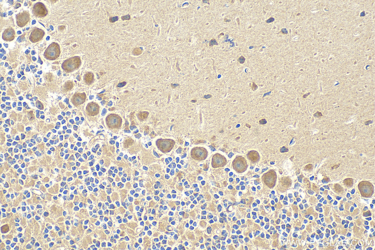 IHC staining of mouse cerebellum using 27603-1-AP