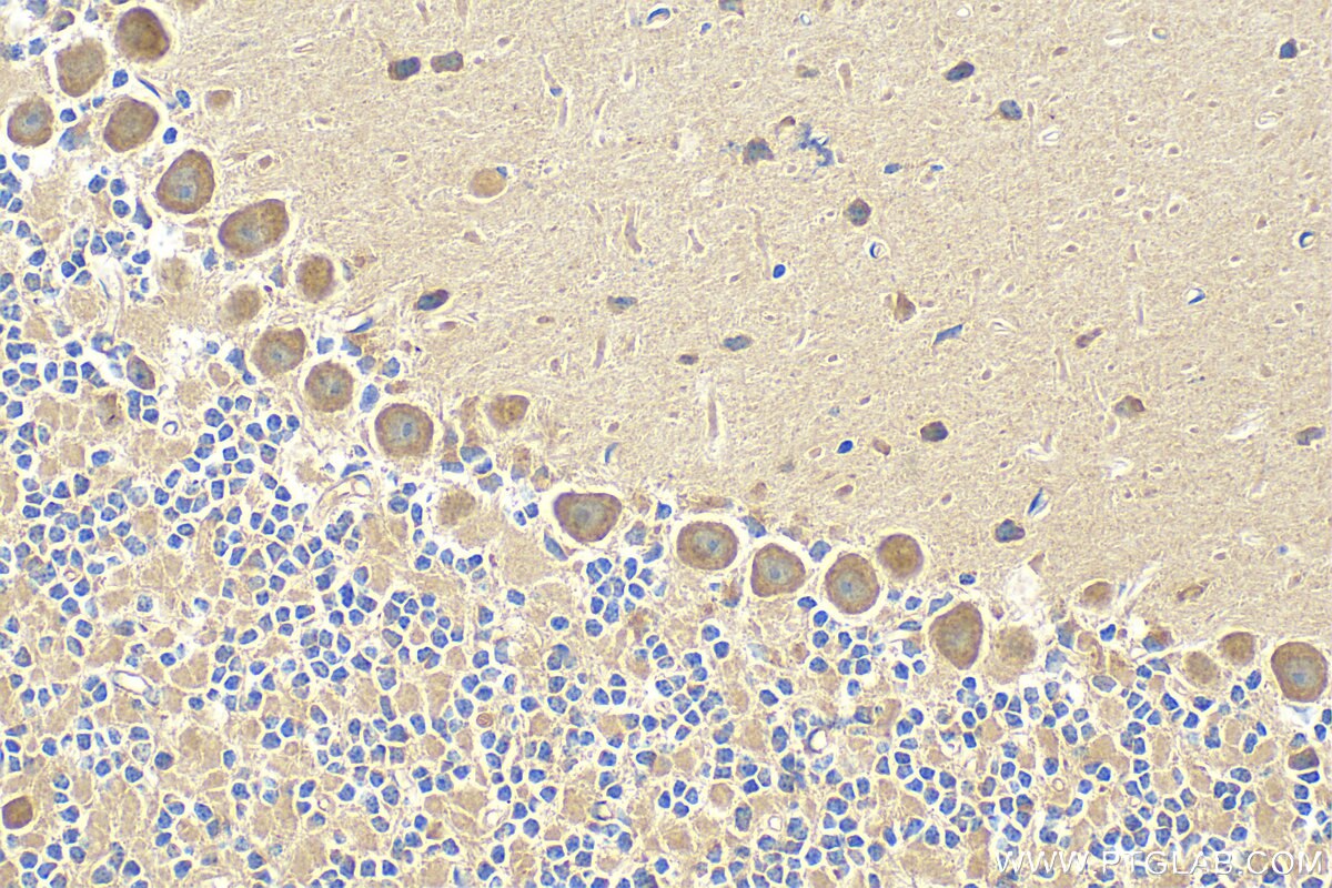 Immunohistochemistry (IHC) staining of mouse cerebellum tissue using C17orf57 Polyclonal antibody (27603-1-AP)