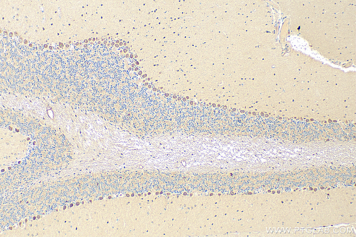 Immunohistochemistry (IHC) staining of mouse cerebellum tissue using C17orf57 Polyclonal antibody (27603-1-AP)