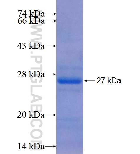 C17orf57 fusion protein Ag24015 SDS-PAGE
