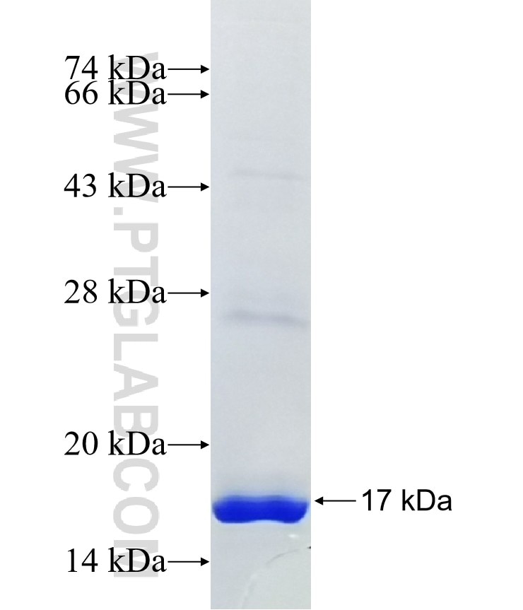 C17orf61 fusion protein Ag41334 SDS-PAGE C17orf61 fusion protein Ag41334 SDS-PAGE