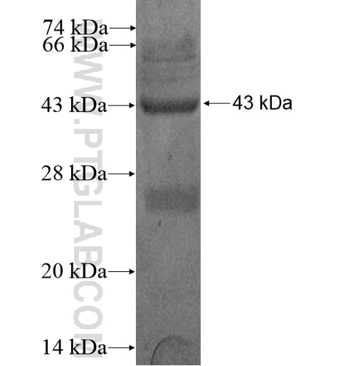 C17orf62 fusion protein Ag13345 SDS-PAGE