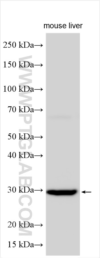WB analysis using 25706-1-AP Western Blot (WB) analysis of various lysates using C17orf64 Polyclonal antibody (25706-1-AP)
