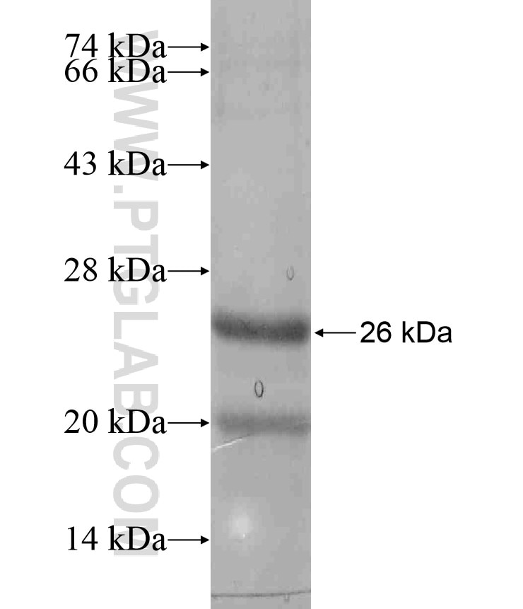 C17orf65 fusion protein Ag17389 SDS-PAGE