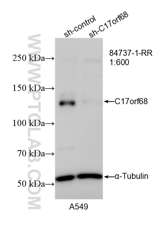 Western Blot (WB) analysis of A549 cells using C17orf68 Recombinant monoclonal antibody (84737-1-RR)