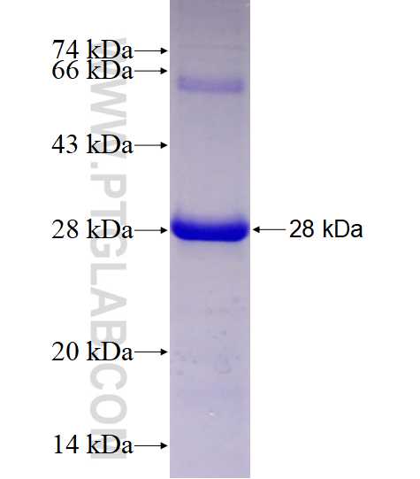 C17orf68 fusion protein Ag28167 SDS-PAGE