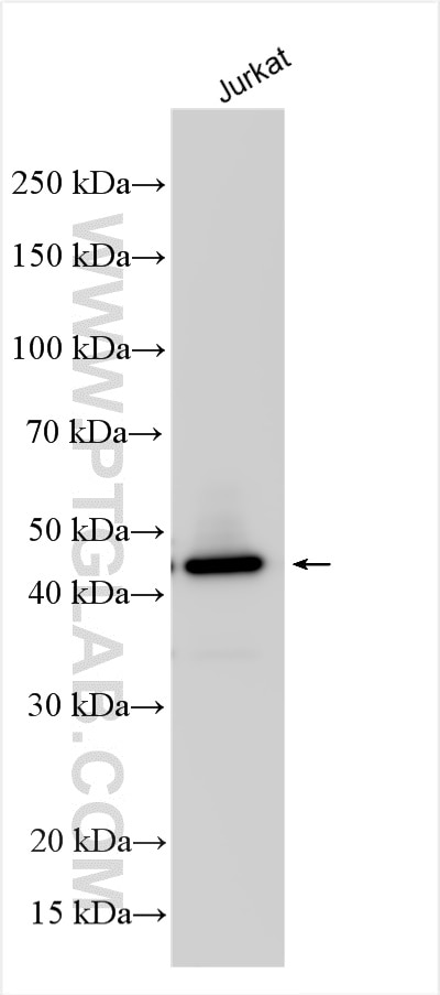 Western Blot (WB) analysis of various lysates using C17orf75 Polyclonal antibody (26326-1-AP)