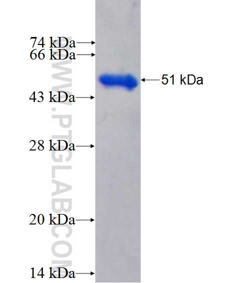 C17orf80 fusion protein Ag26903 SDS-PAGE