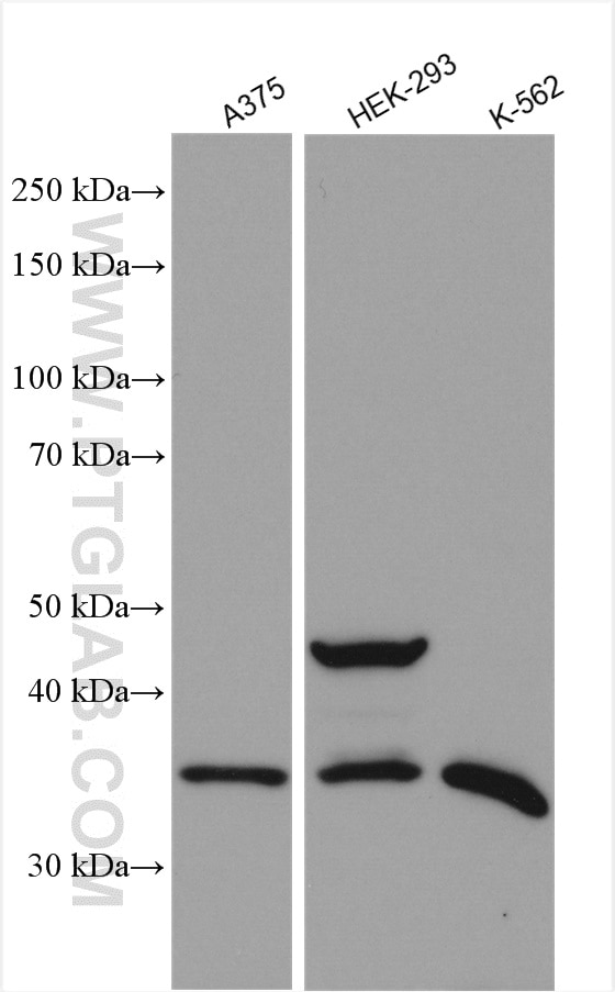 Western Blot (WB) analysis of various lysates using C17orf81 Polyclonal antibody (10162-1-AP)