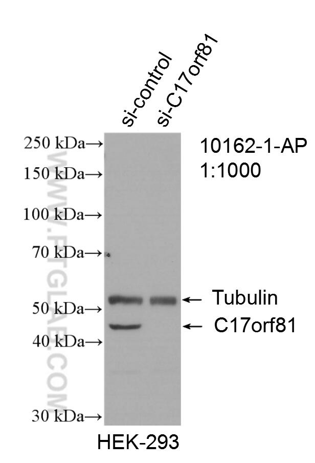 Western Blot (WB) analysis of HEK-293 cells using C17orf81 Polyclonal antibody (10162-1-AP)