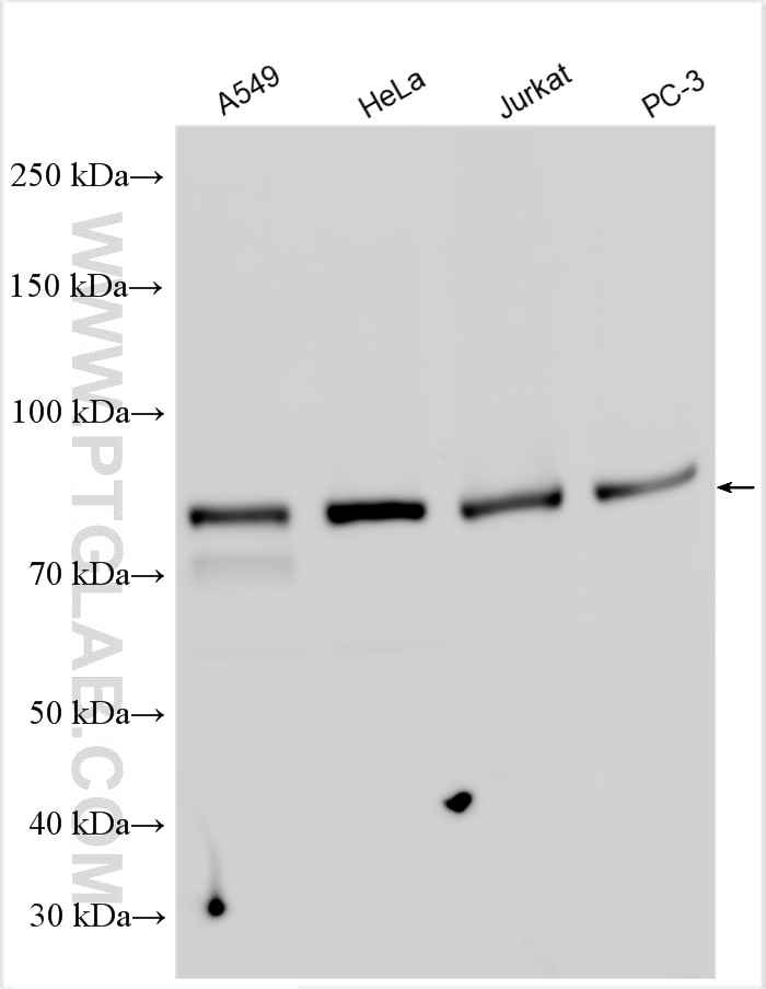 Western Blot (WB) analysis of various lysates using NCBP3 Polyclonal antibody (24384-1-AP)