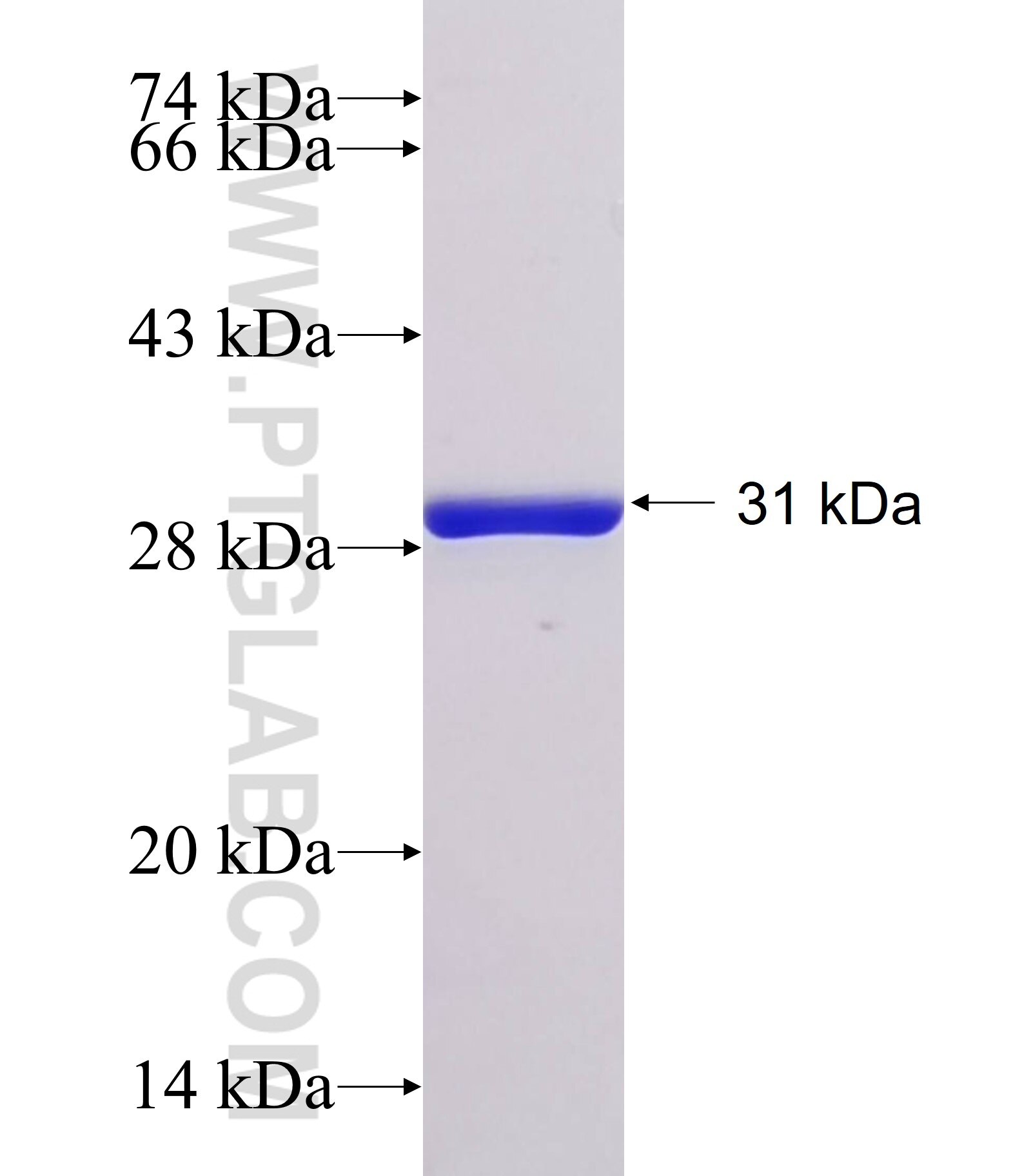 C18orf1 fusion protein Ag22173 SDS-PAGE