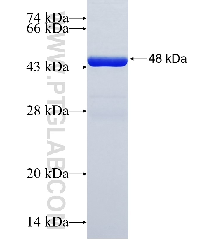 C18orf10 fusion protein Ag35419 SDS-PAGE