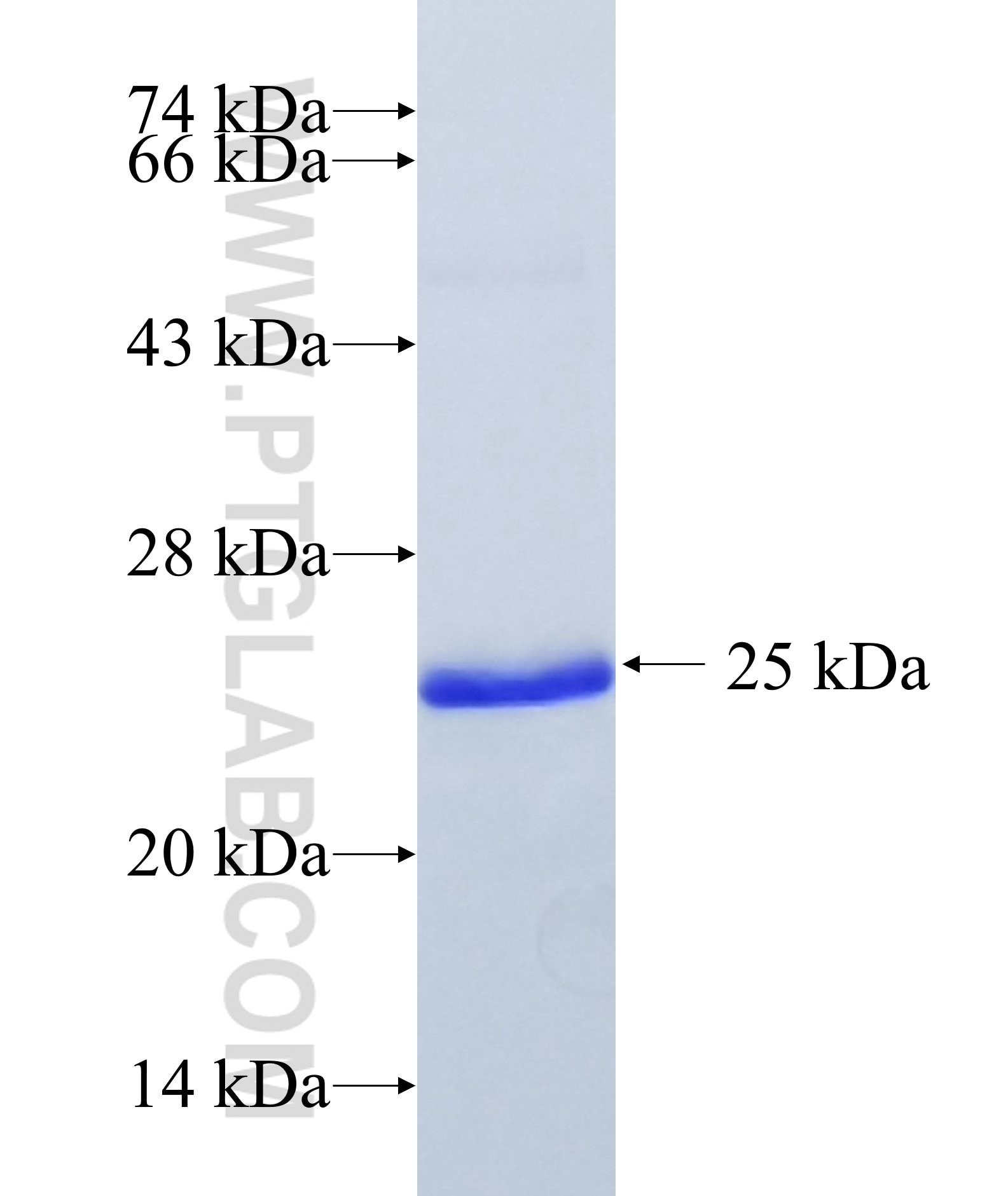 C18orf10 fusion protein Ag35511 SDS-PAGE C18orf10 fusion protein Ag35511 SDS-PAGE