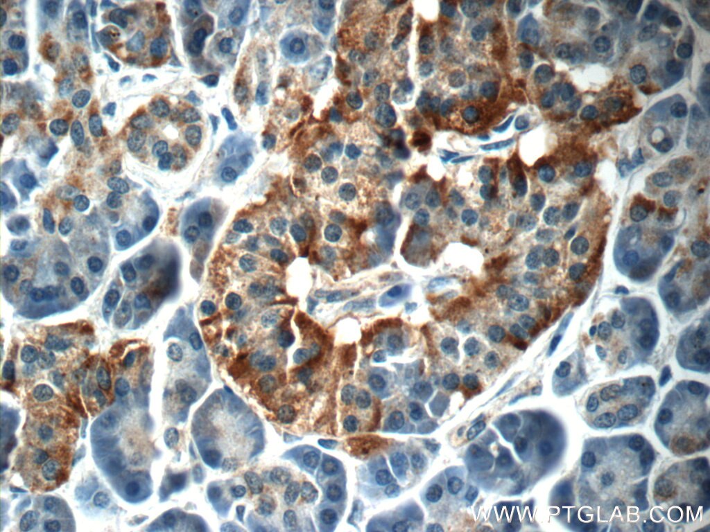 IHC staining of human pancreas using 24977-1-AP