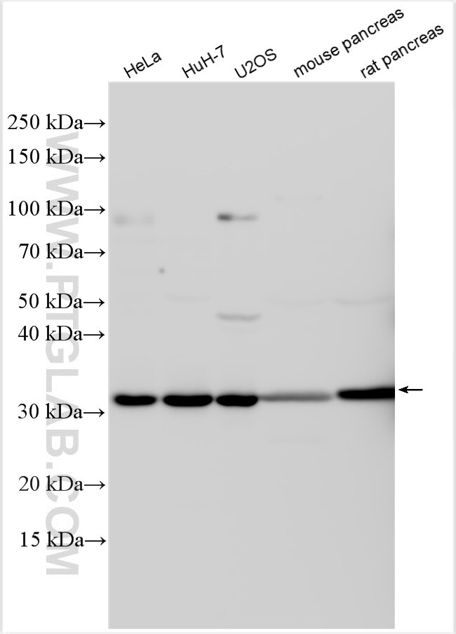 Western Blot (WB) analysis of various lysates using C18orf24 Polyclonal antibody (31161-1-AP)