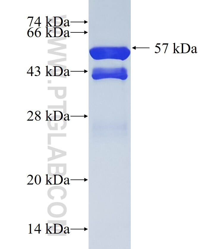 C18orf24 fusion protein Ag34772 SDS-PAGE