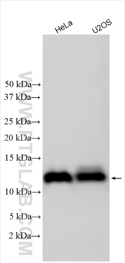Western Blot (WB) analysis of various lysates using C18orf32 Polyclonal antibody (31237-1-AP)