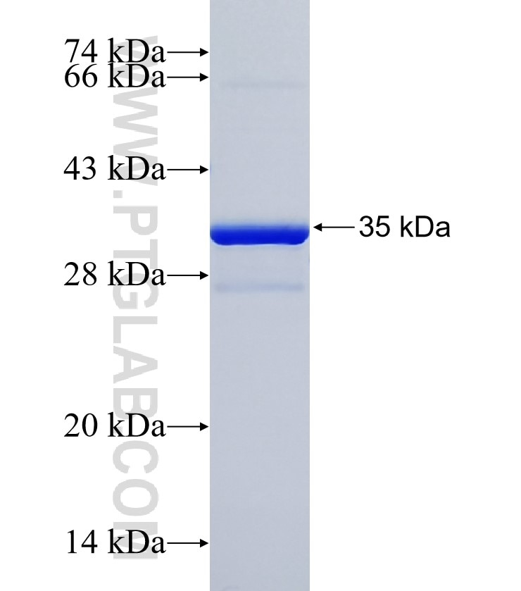 C18orf32 fusion protein Ag35313 SDS-PAGE