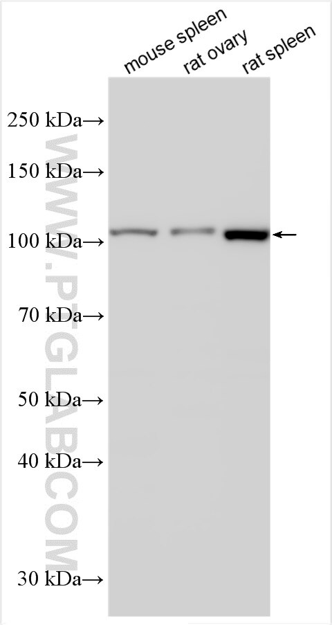 Various lysates were subjected to SDS PAGE followed by western blot with 31148-1-AP (C18orf34 antibody) at dilution of 1:800 incubated at room temperature for 1.5 hours. Western Blot (WB) analysis of various lysates using C18orf34 Polyclonal antibody (31148-1-AP)